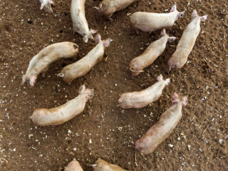 Се уништуваат 400 свињи на фарма во виничко поради африканската чума