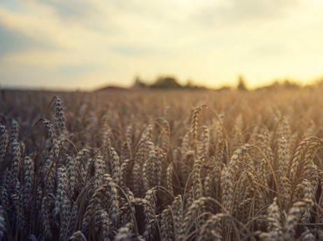 Украина и Русија ќе потпишат договор за извоз на жито