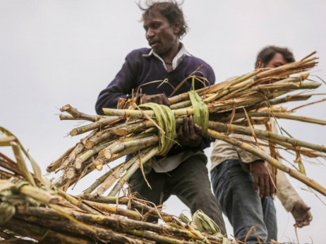 По оризот, можно е Индија да забрани извоз и на шеќер
