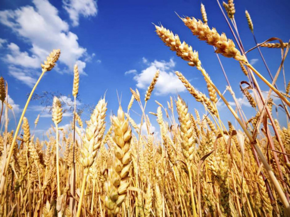 САД ќе купат 160.000 тони украинско жито за гладните во светот