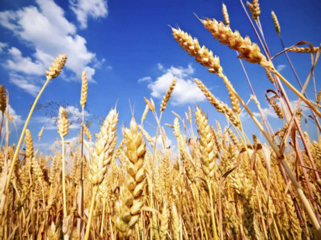 САД поддржуваат извоз на пченица од Русија