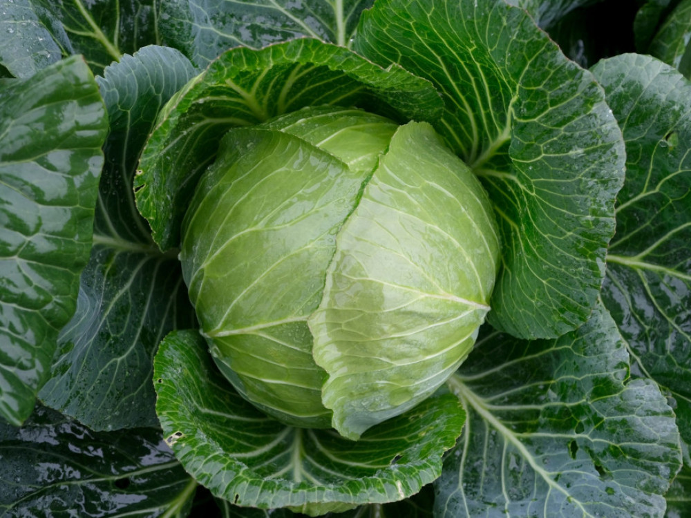 Неделен преглед: Просечната плата тамам за сарма