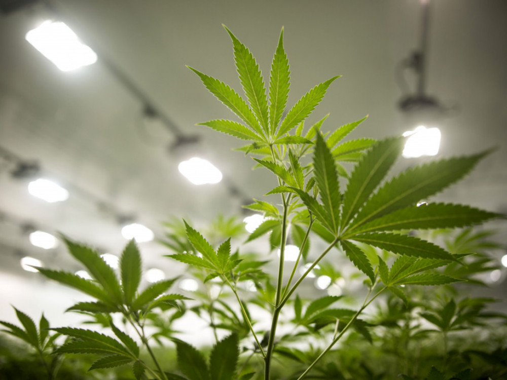 Една од најголемите компании во канабис индустријата во тешки проблеми