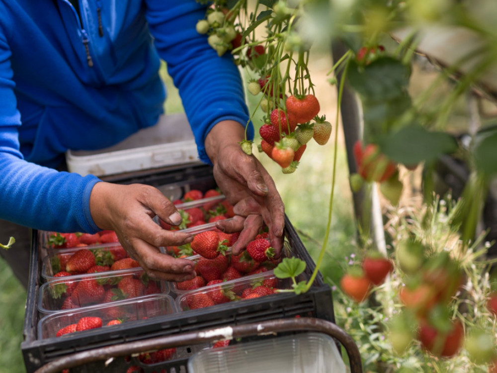 Лани еден, годинава носи уште тројца на работа во Хрватска, сезонците на јуриш