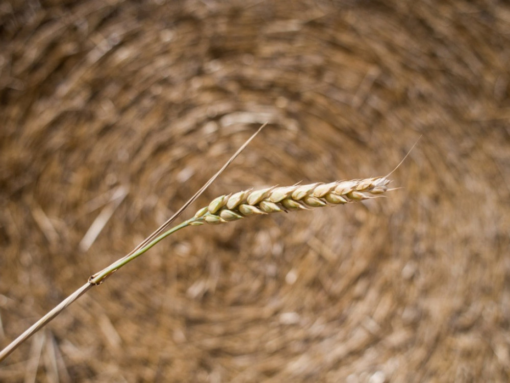 Пет вести за почеток на денот: Колку пченица ќе ни недостига годинава?