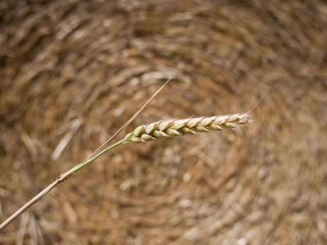 Земјоделците во земјава очекуваат поголемо производство на пченица годинава