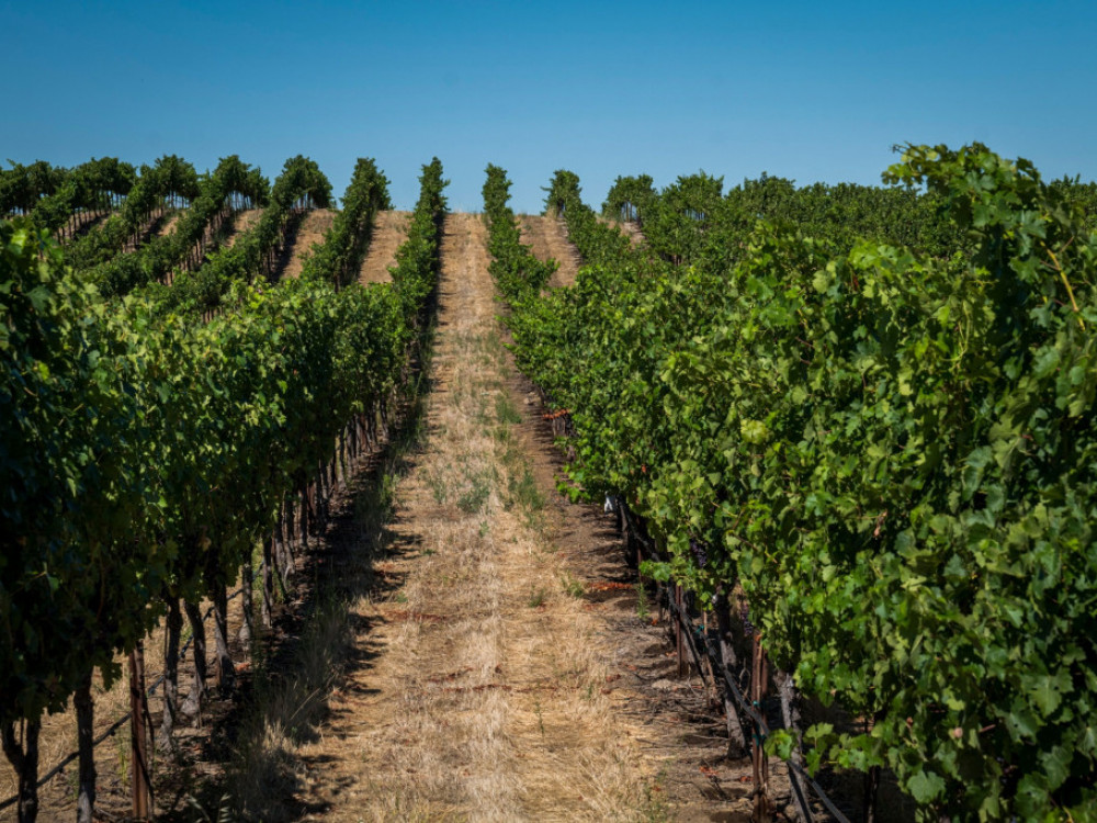 Владата подготвува нов закон за виното