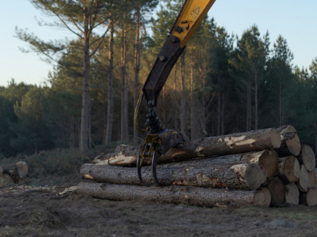 Шумите умираат: Нелегалната сеча годишно голта една Португалија