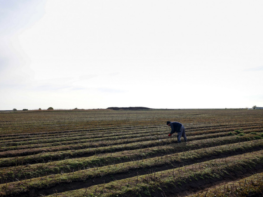 Храна ќе има, но цените нема да се вратат на нивото од пред кризата