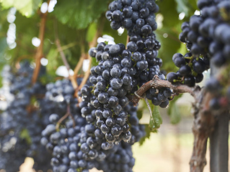 Лозарите ќе добијат дополнителни 2 денари за килограм грозје