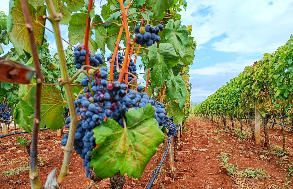 Драган Тилев и Зоран Јовановски нови членови на УО на ‚Тиквеш‘