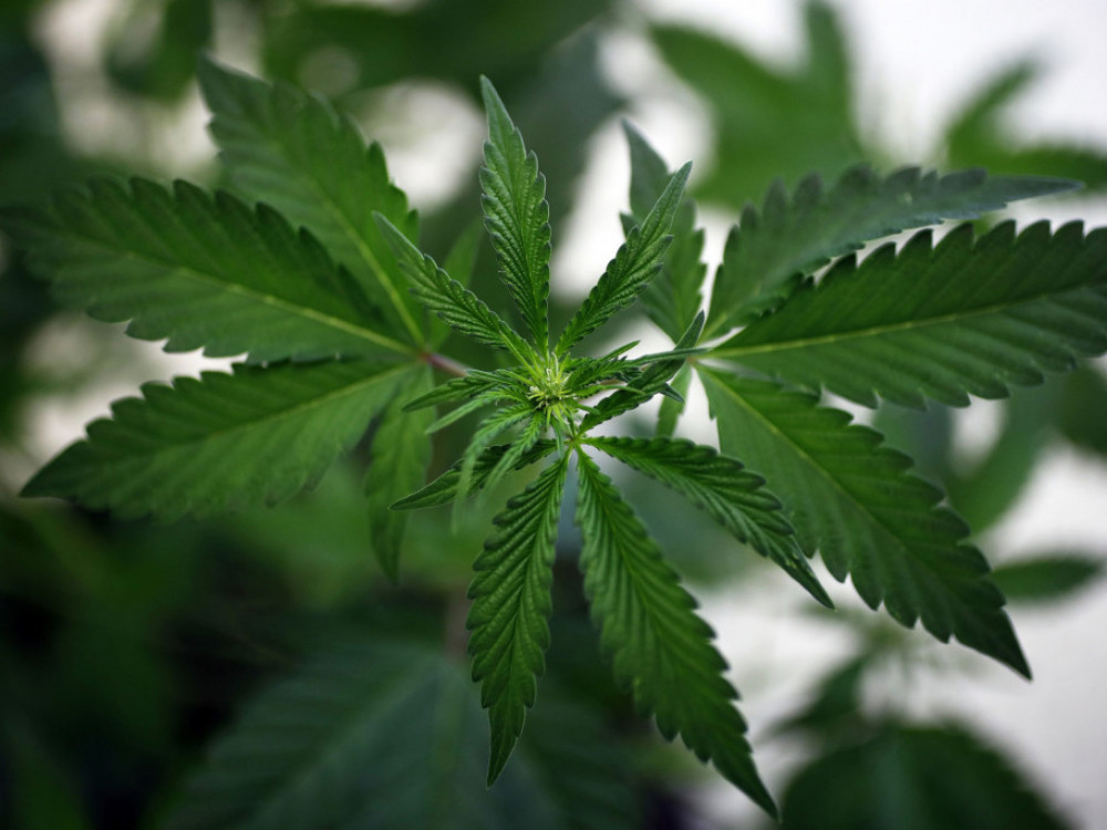 Медицинскиот канабис однапред се продава поради големата побарувавачка во светот