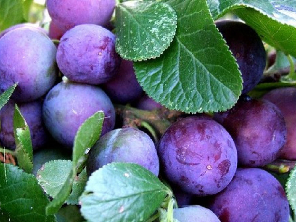 Овошје и зеленчук 'збогатени' со забранети пестициди завршуваат на трпеза?