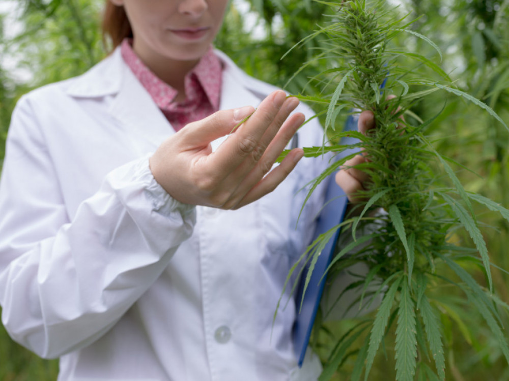 Со пари од македонски канабис до фабрика за водород