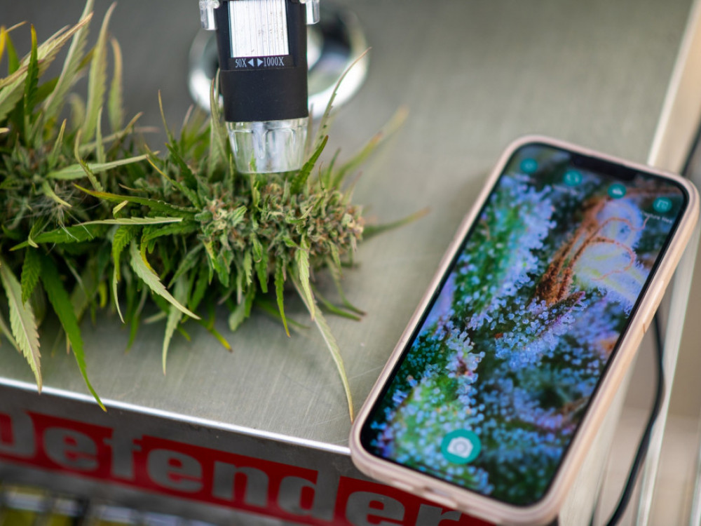 Ако Бајден сака повторно да биде избран, треба да ја легализира марихуаната