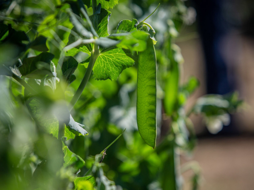 Лажното месо е во проблеми, за почеток решението се гледа во грашокот