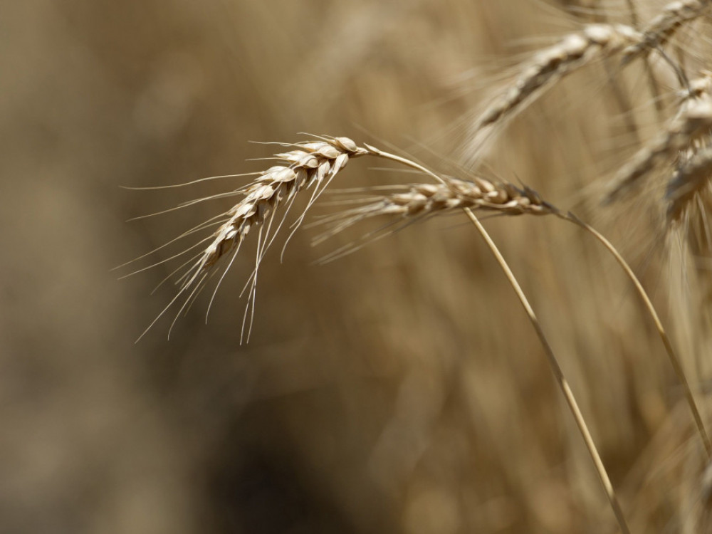 Цените на земјоделските култури се на праг да постигнат тринеделен раст