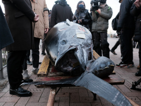 Џиновска туна продадена за 275.000 долари на аукција во Токио