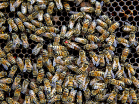 Ладилници за матици може да помогнат за спас за медоносните пчели