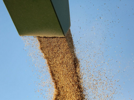Рускиот извоз на пченица двојно поголем отколку пред војната