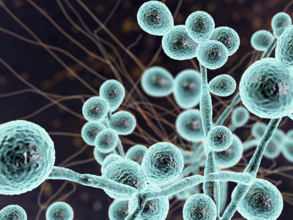 Бактерија што јаде месо убива во рок од два дена