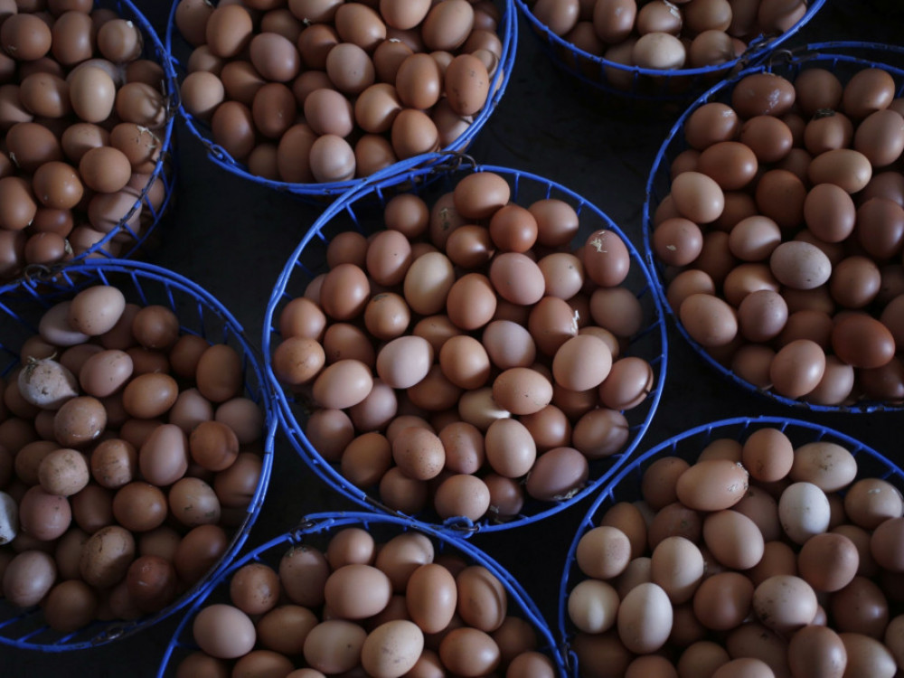 По рекордот, цените на јајцата во САД паднаа најмногу од 1987 година