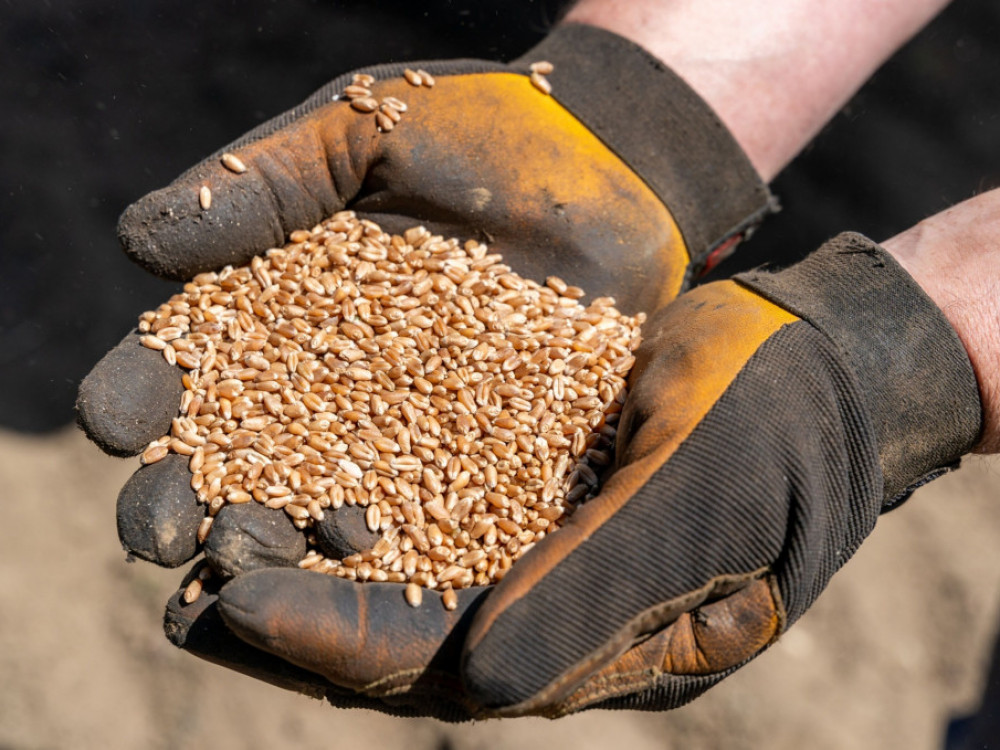 „ЗК Пелагонија“: Нереално ниски се откупните цени за пченицата