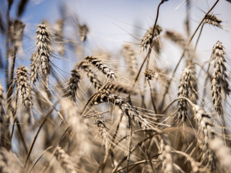 Цената на пченицата расте поради загрозениот извоз преку Црно Море