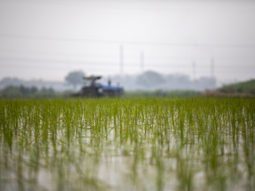 Растот на цените на оризот најмногу ќе ги погоди сиромашните