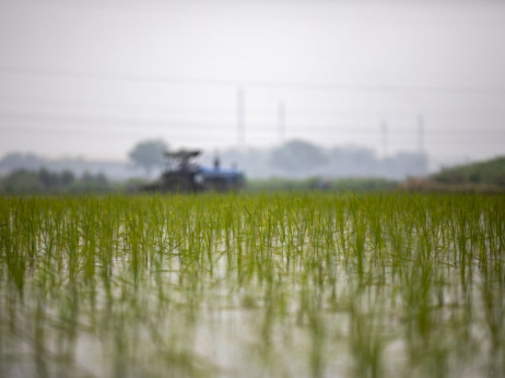 Растот на цените на оризот најмногу ќе ги погоди сиромашните