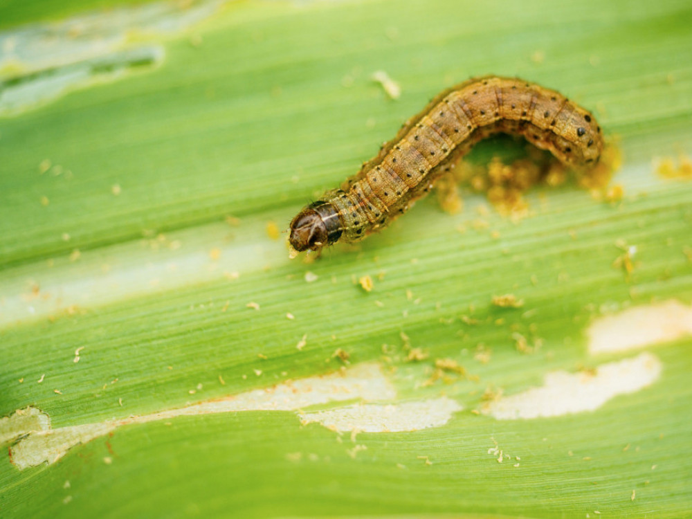 Климатските промени им помагаат на штетниците да ни‘ ја уништат храната