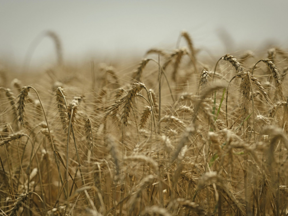 Руската пченица го преплави пазарот, цените најниски во последните три години