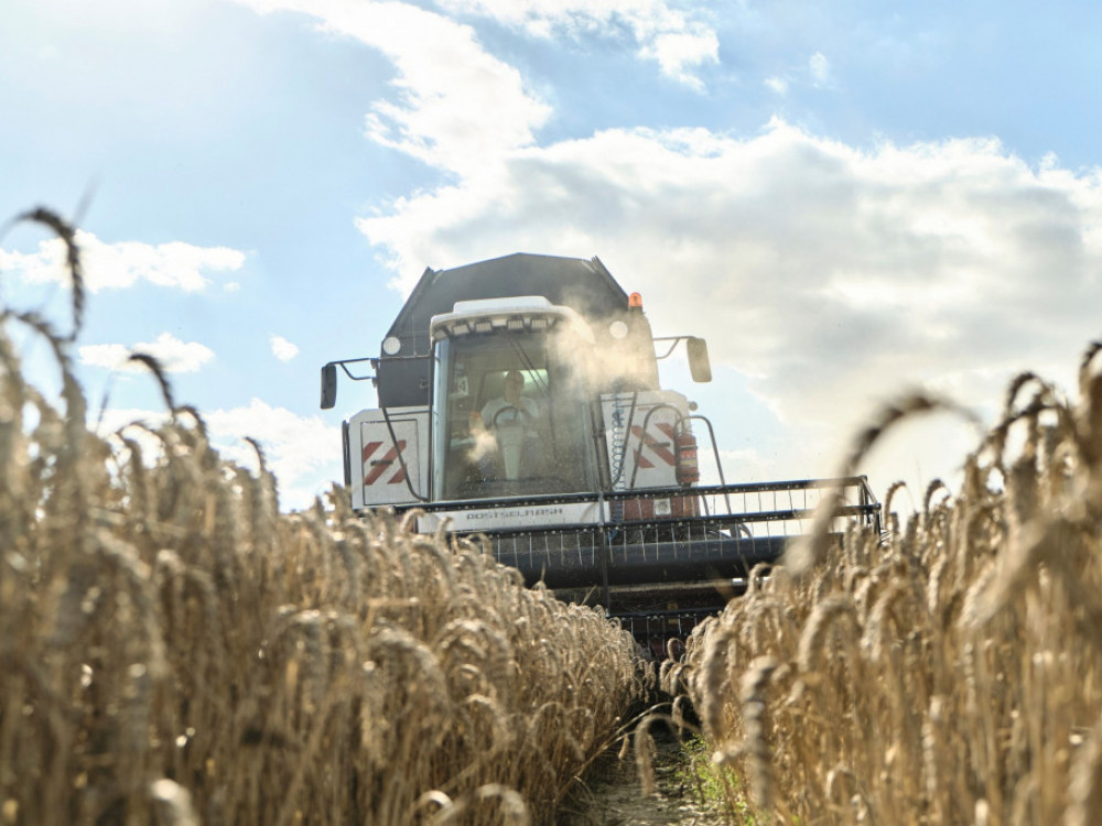 Пченицата најевтина во последниве девет месеци, се очекуваат добри жетви