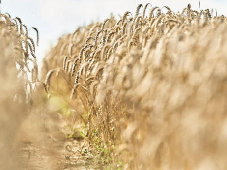 Кина бара пченица низ целиот свет
