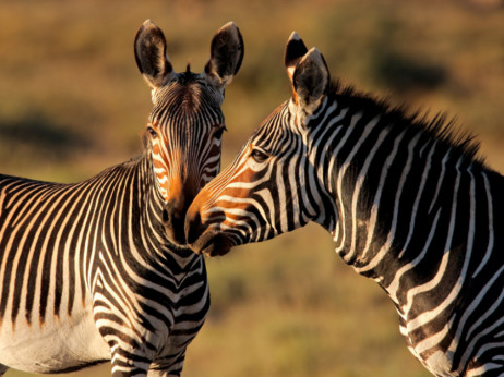 Јужна Африка сака да извезува месо од зебра низ целиот свет
