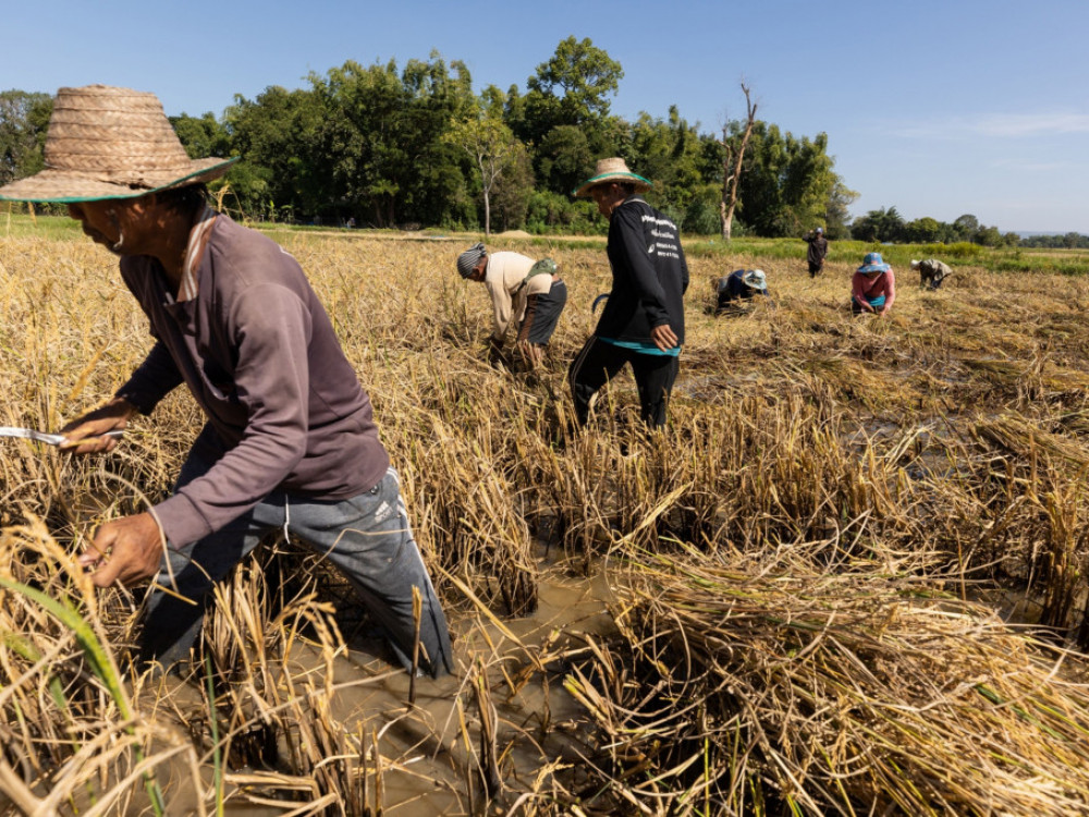Цената на оризот е највисока во последните 15 години