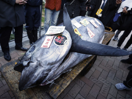Џиновска туна продадена за речиси 800.000 долари на аукција во Токио