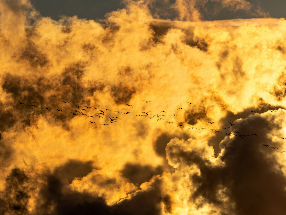 Климатските политики би можеле да предизвикаат социјални немири