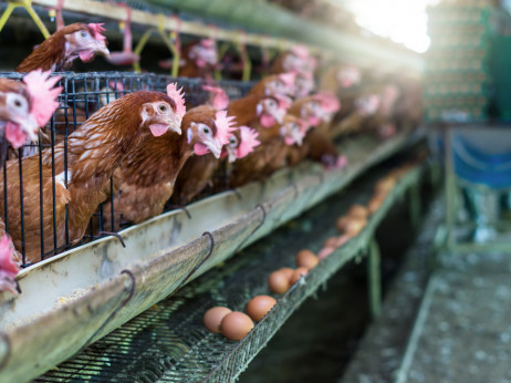 Анализа: Паѓа производството на јајца во земјава, кој го собира профитот