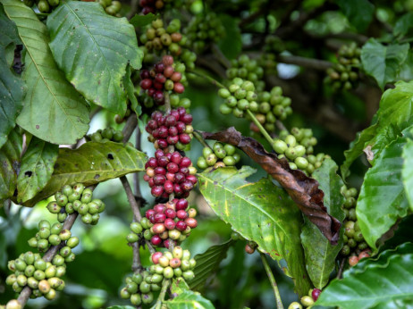 Резервите со кафе се намалуваат, цените растат
