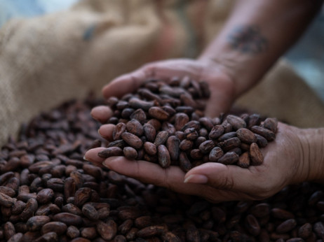 Зошто цените на какаото се зголемија и што значи тоа за љубителите на чоколадо