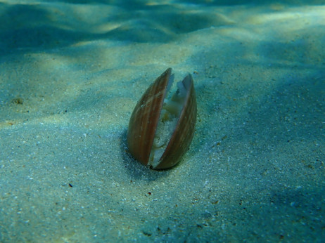Нов подвиг на Трамп: Потрагата по минерали ќе продолжи длабоко во морињата