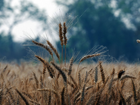 Временските екстреми и војната ја оптоваруваат светската понуда на пченица