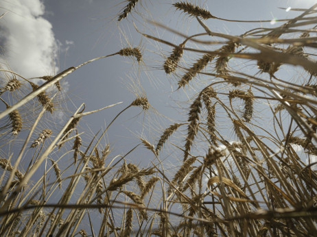 Пченицата поскапува најмногу по почетокот на војната во Украина