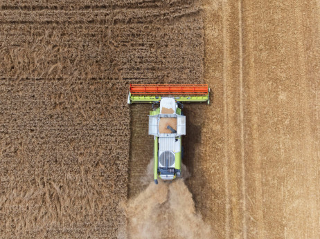 Поскапува пченицата поради лошата жетва во Европа