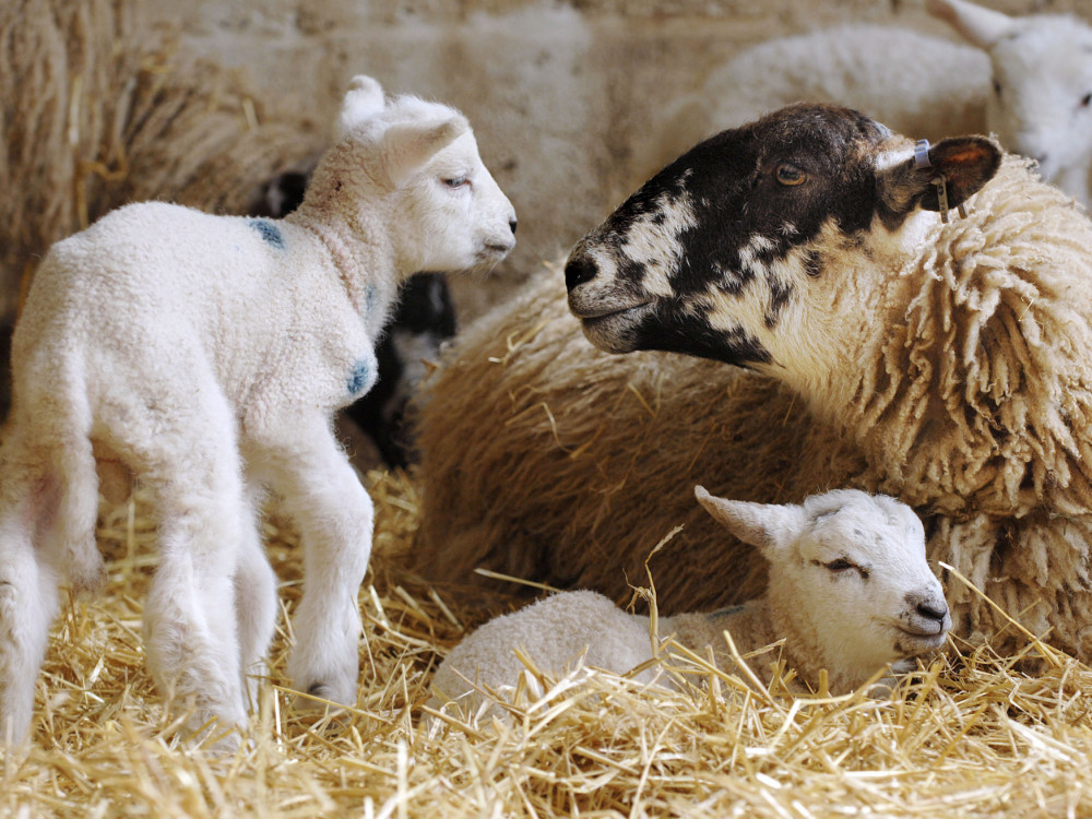 Драстичен пад на извозот на јагнешко месо од Македонија