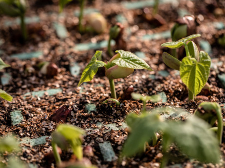 Болести и неплодност: И Македонците во опасност од хемикалиите и пестицидите