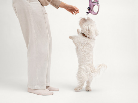 Македонските миленици конечно добија ВИП-третман