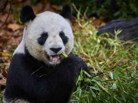 Франција ќе добие нови панди од Кина по состанокот Макрон-Шји