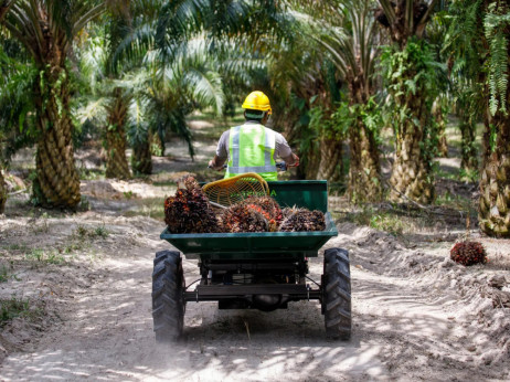Палминото масло со највисока цена во последните две недели поради поголемиот извоз од Малезија
